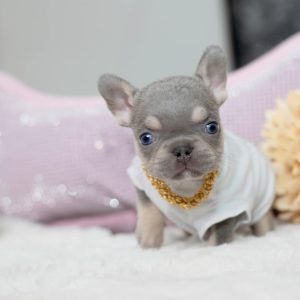 Sheila- French Bulldog