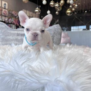 Jenner- French Bulldog