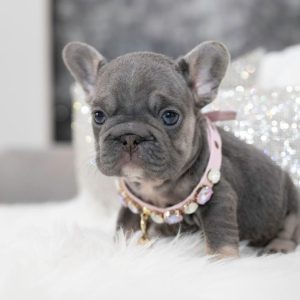 Bruce- French Bulldog