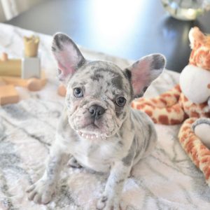 Jeremy- French Bulldog