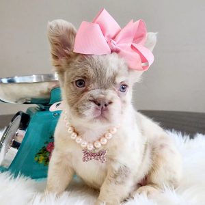 Gracie- French Bulldog