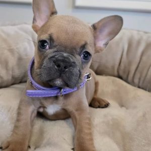 Mac- French Bulldog